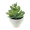 Assorted Micro Premade Succulent, 1pc. by Ashland®